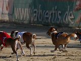 Golden Rabbit European Sandtrack-Derby Th. Ernst (127)